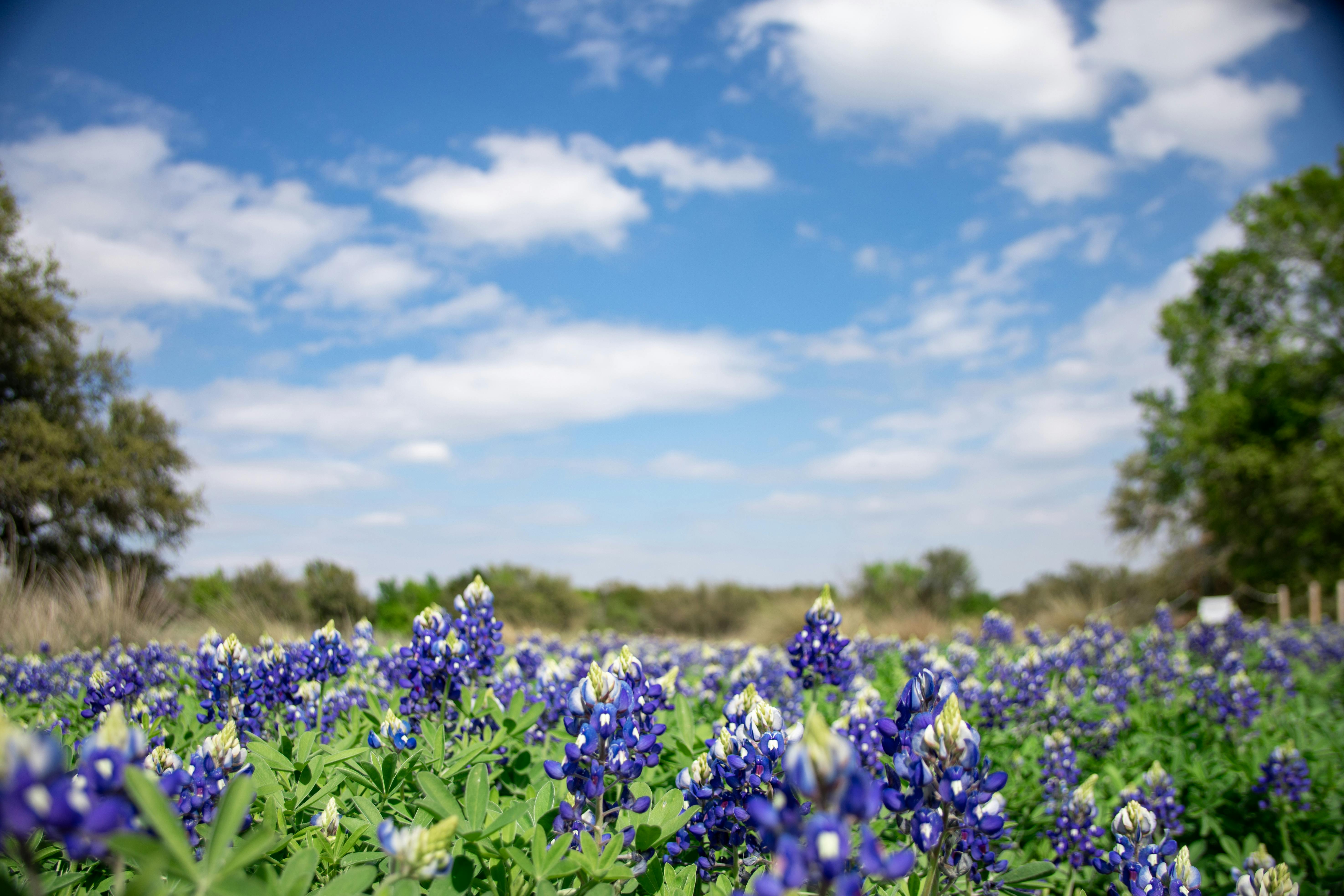 Bluebonnets